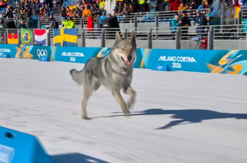 Dog puts on a show at Milan Cortina Olympics, runs alongside athletes