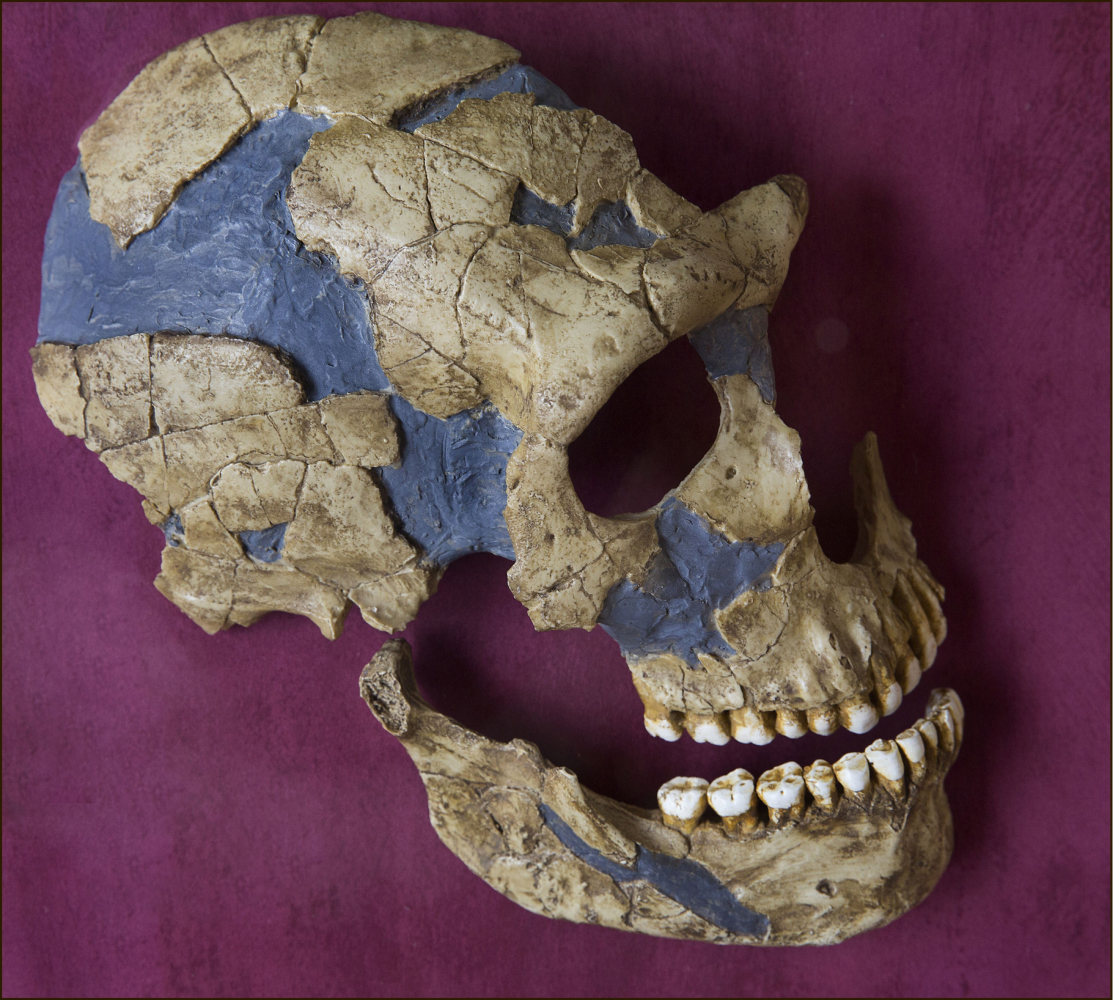 A partially reconstructed Neanderthal skull found in St. C&eacute;saire, France.