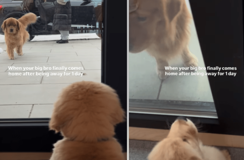  Golden Retriever Puppy Reacts to Furry Brother Coming Home After a Day