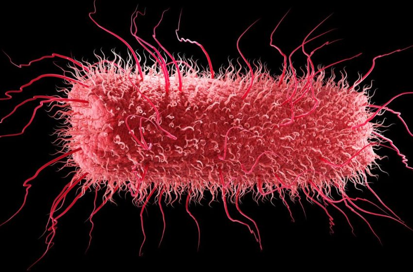  All Life on Earth Shares an Ancestor – And Some of Our Genes Predate It : ScienceAlert