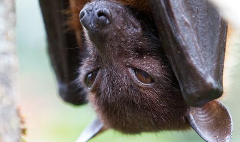  Emerging bat virus found in stored throat swabs from 5 patients with suspected Nipah virus infection