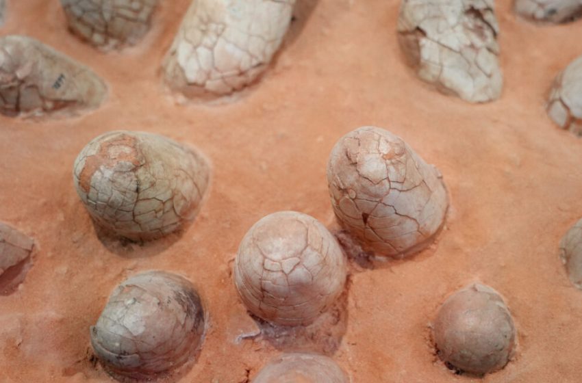  Dinosaur eggshells can reveal the age of other fossils