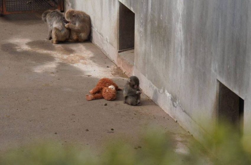  Who Is Punch? Viral Monkey With Stuffed Toy From Japanese Zoo Melting Hearts Online | Viral News