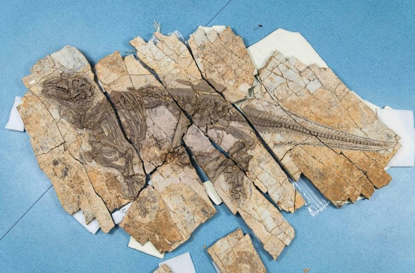  Why this new ‘spiny dragon’ dinosaur found in China is such a huge deal