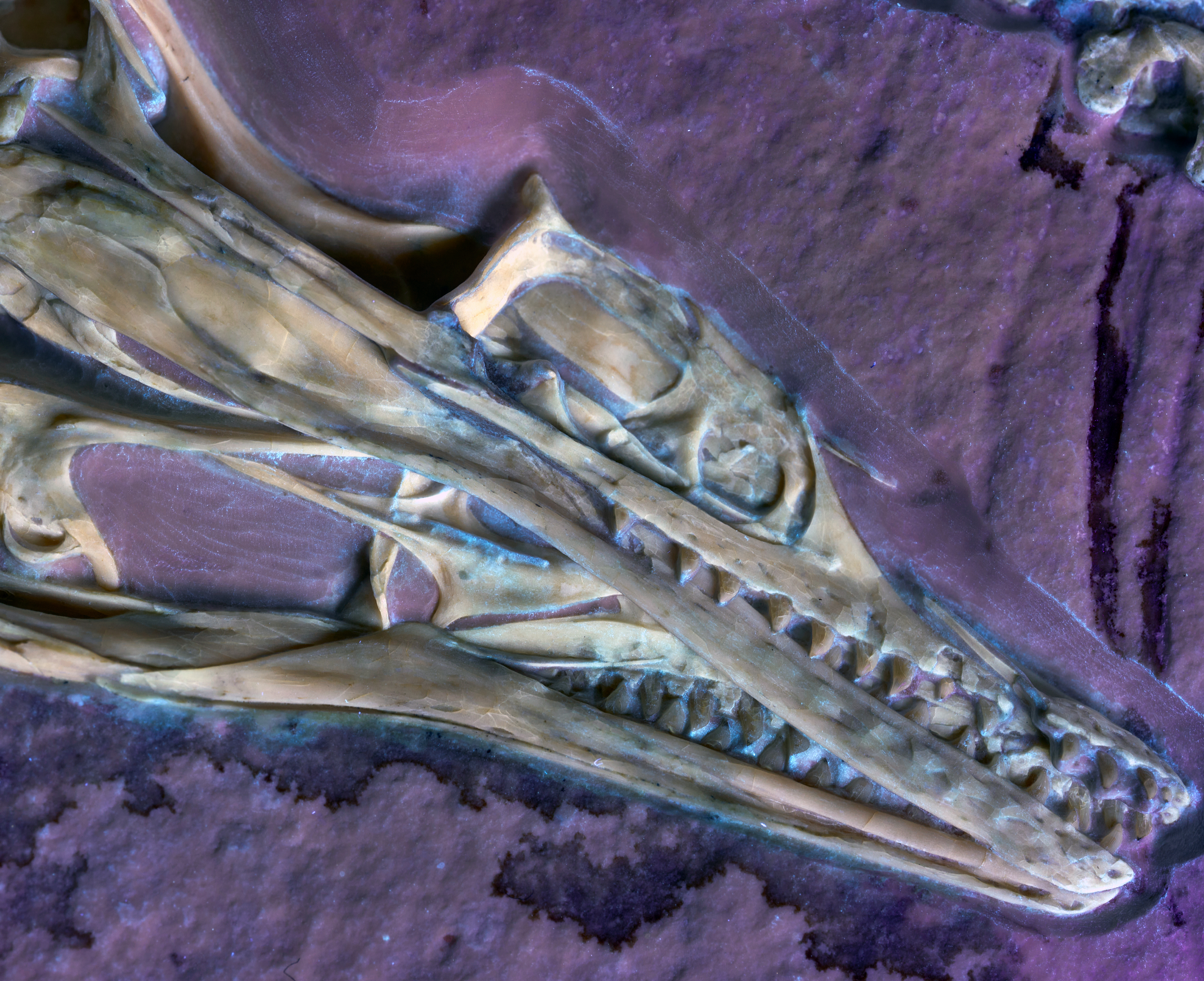 Close-up of Chicago Archaeopteryx skull under UV light to illuminate soft tissues.