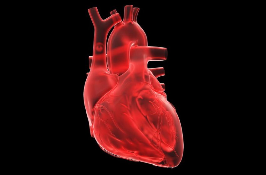  Beating ‘Heart-on-a-Chip’ Could Help Fight The World’s Leading Cause of Death : ScienceAlert