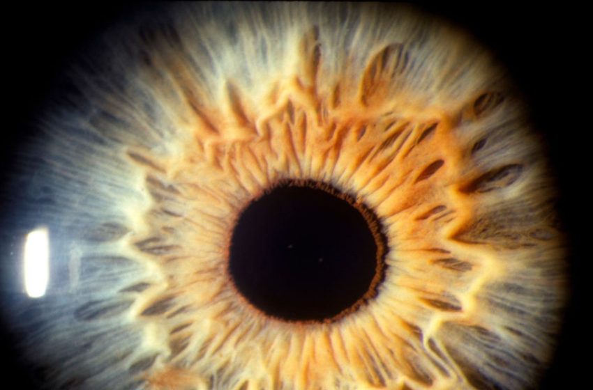  Lab-grown retina reveals secret of sharp human vision growth in eyes