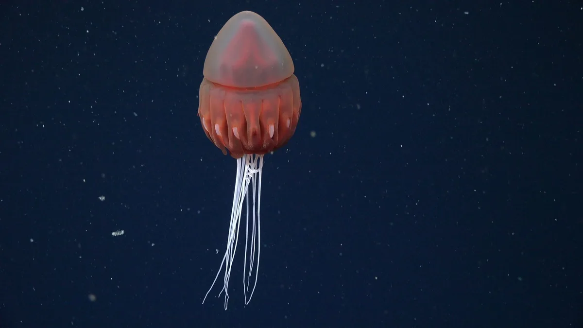 Deep-sea jellyfish