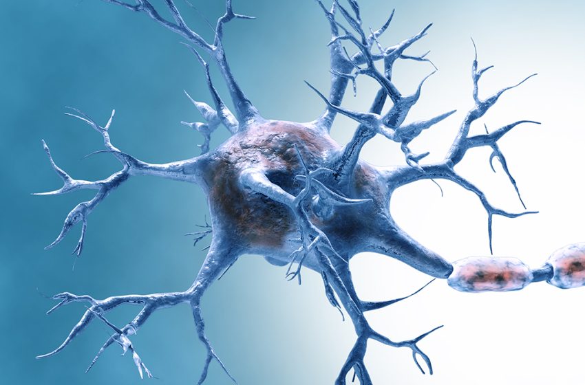  Scientists Have Discovered a Protein That Reverses Brain Aging in The Lab : ScienceAlert