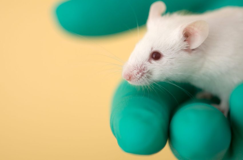  ‘Universal’ nasal-spray vaccine protects against viruses, bacteria and allergens in mice