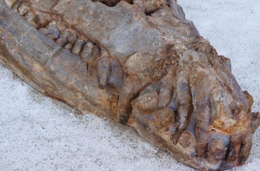  Meet the 31-Foot Giant Crocodile That Dominated Prehistoric Waters and Ate Dinosaurs