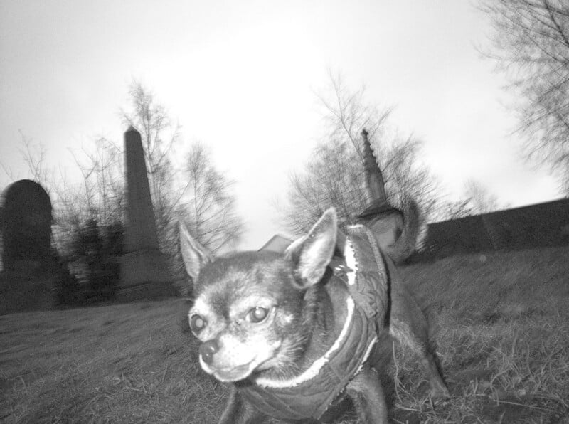 A small dog in a jacket stands on grass at night, looking at the camera. Leafless trees and tall grave markers are visible in the background, creating a moody atmosphere.