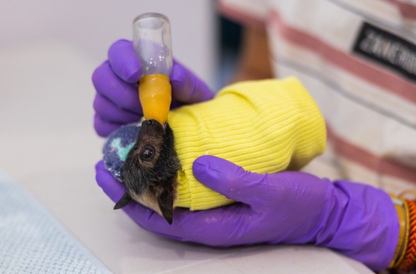  Photos: Baby flying foxes at Australia’s bat hospital in Queensland