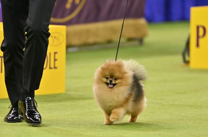  My Life Among The 33 Pomeranians (And A Few Thousand Other Dogs)
