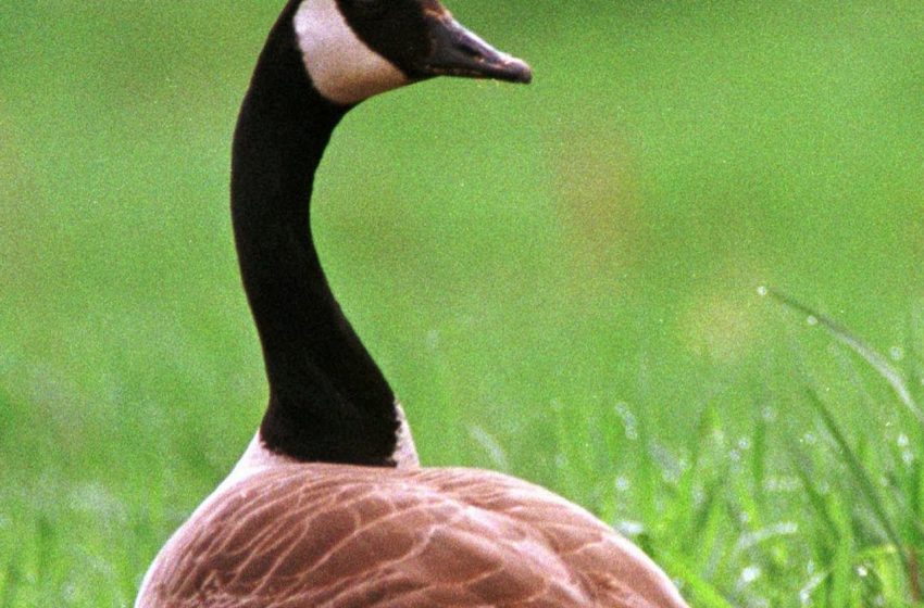  Bird flu suspected as dead geese are found at multiple parks across New Jersey, officials say