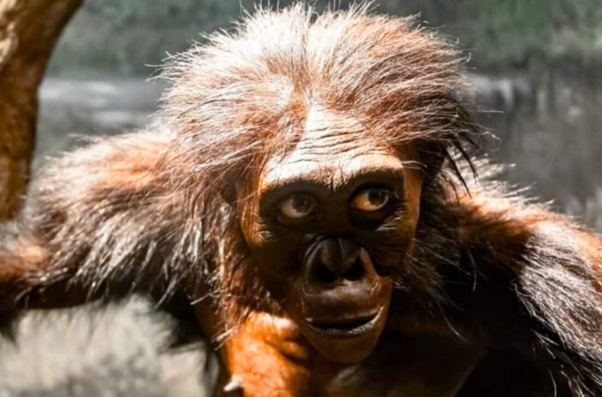  Buried for 3.4 Million Years, New Fossil Evidence Is Removing Lucy From the Story of Human Evolution