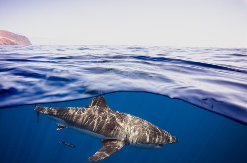  Rare great white spotting shows ‘ghost’ species still alive