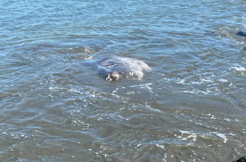  One of the World’s Rarest Sea Creatures Washes Ashore on a U.S. Beach, Stunning Beachgoers