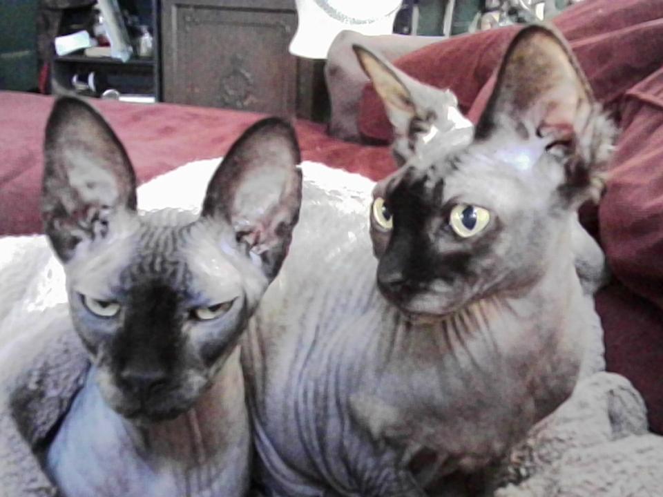 Two Sphynx cats, both dark gray with black ears and noses, sit close together cuddled under a light beige blanket, one looking straight at the camera and the other looking off to the side