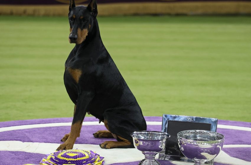  Penny the Doberman pinscher wins best in show at 150th Westminster Kennel Club Dog Show