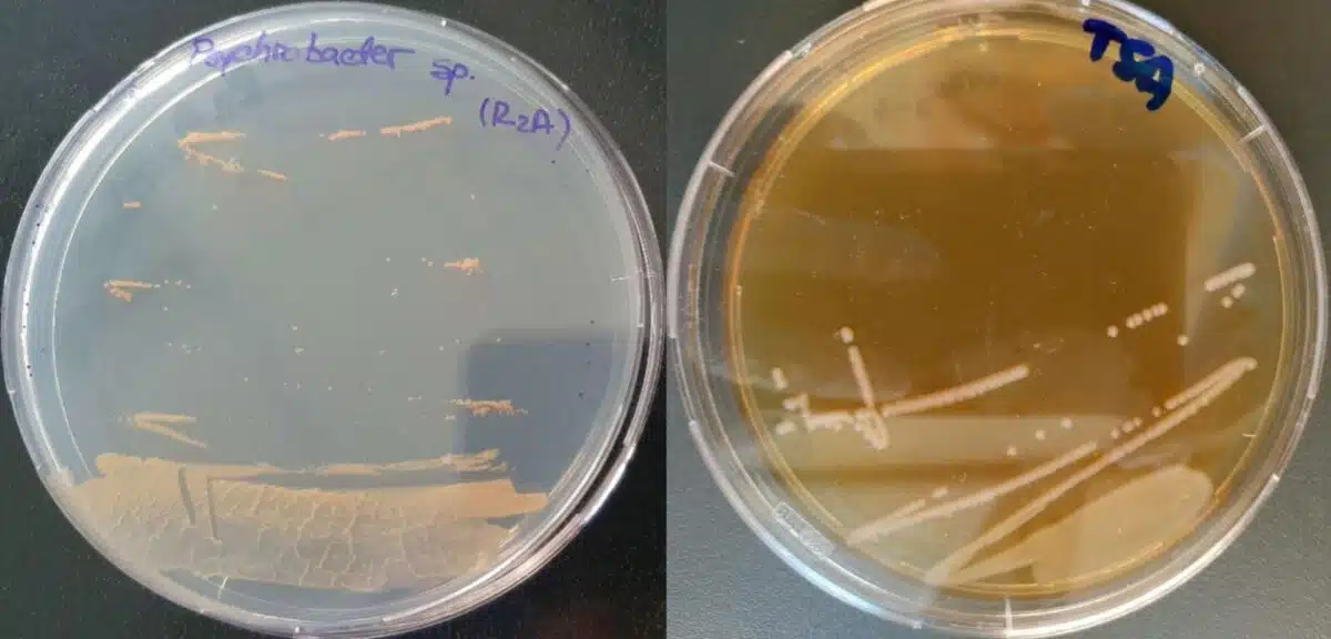 Psychrobacter Sp. Sc65a.3 Colonies Cultured On Agar Plates After Isolation From Ancient Cave Ice.