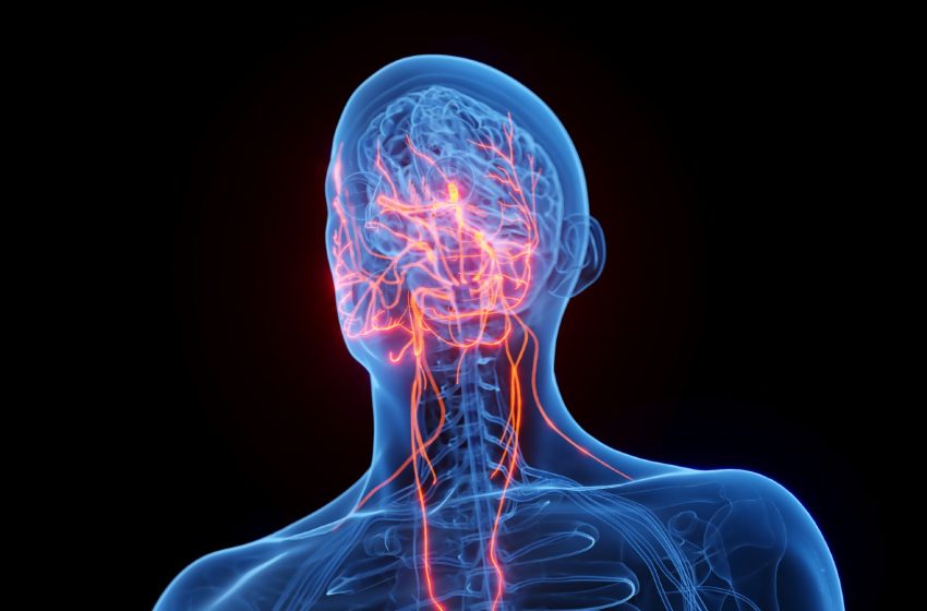  Sleep deprivation triggers a cascade of harmful signals from the brain to the gut