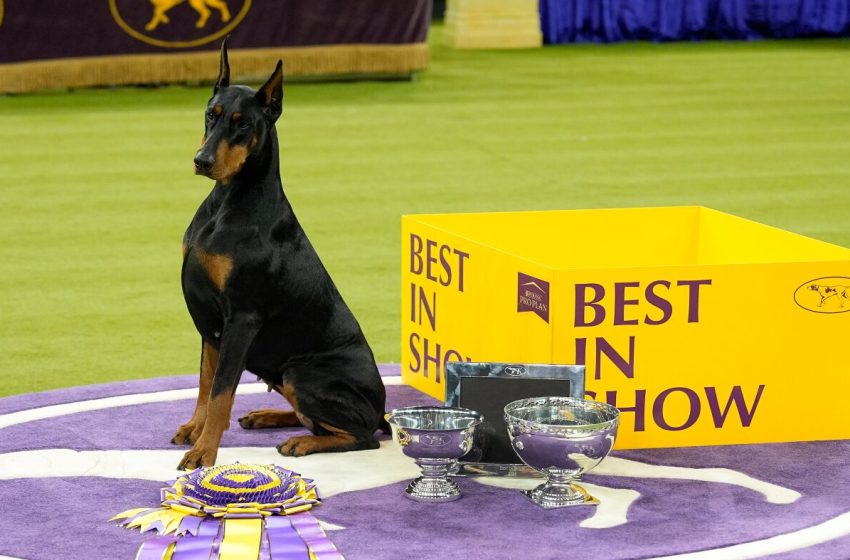  Scenes from the 150th Westminster Dog Show : The Picture Show : NPR