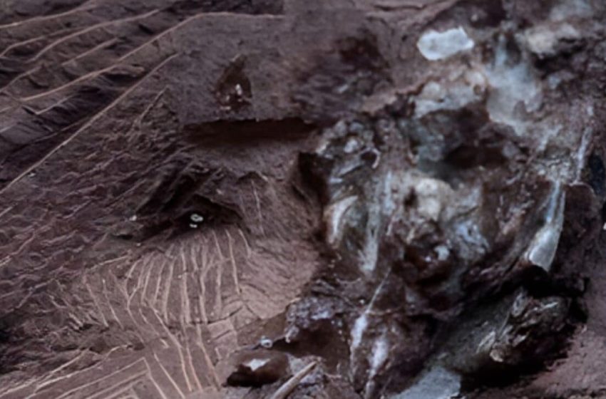  Scientists Discover 290-Million-Year-Old Vomit Fossil, and It’s Older Than Dinosaurs!