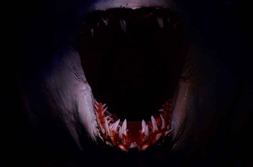  Scientists Discover Fossils of a Dagger-Toothed Sea Monster in Morocco That Ruled the Oceans Before the Asteroid Hit