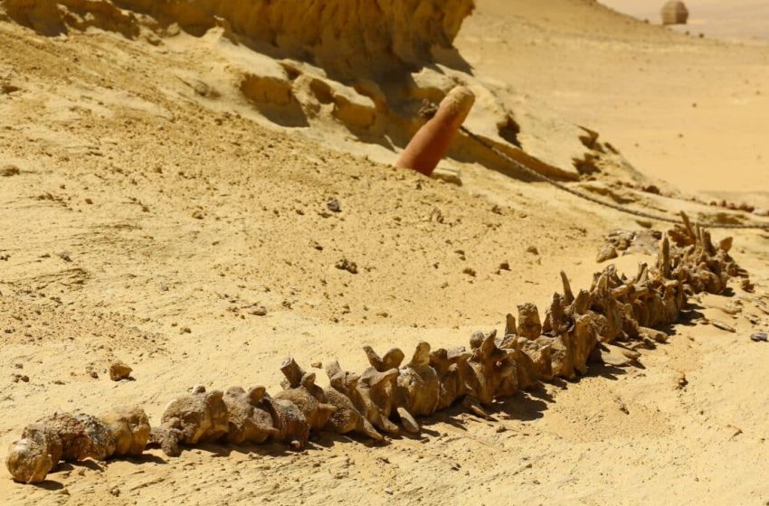  Scientists Discover New Dinosaur Fossils with ‘Weird’ Features in the Remote Heart of the Sahara