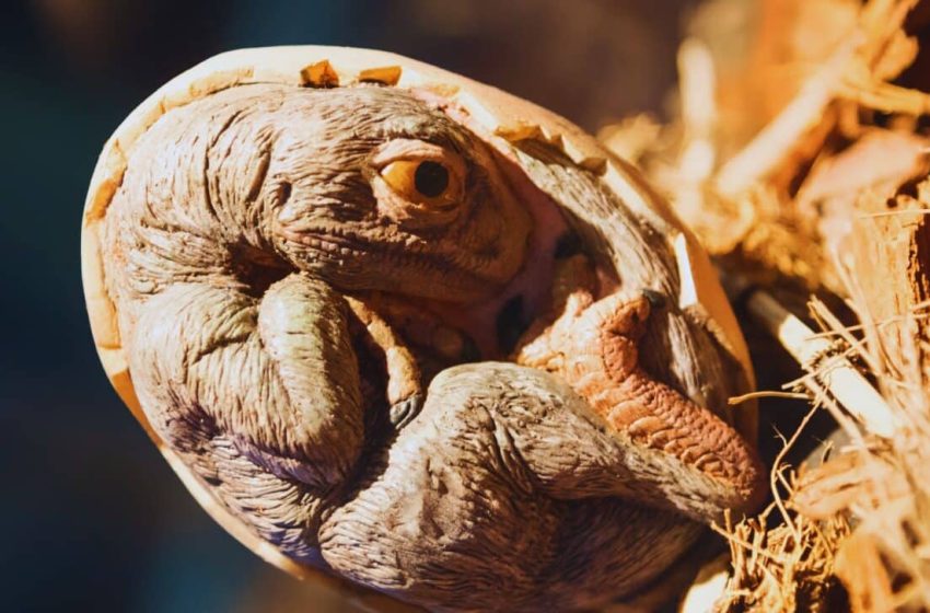  Scientists Have Uncovered Embryos Older Than Most Dinosaur Fossils, Did They Give Birth to Live Young?
