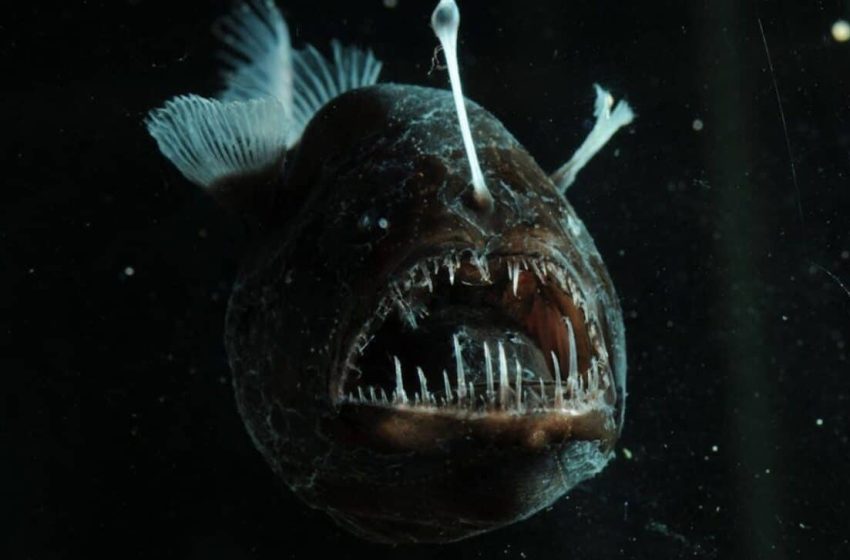  Scientists Just Discovered a Fish That Sees in a Way No Other Animal Can
