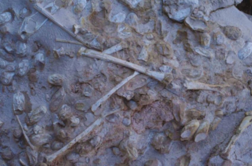  Scientists Unearth Over 200 Fossilized Eggs Found in a Single Block in China, and What They Found Inside Is Rare