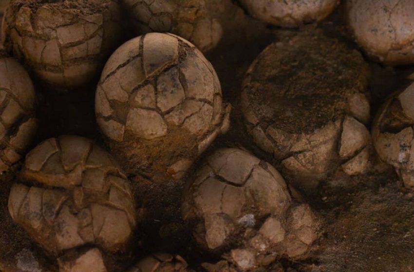  Scientists Used a Giant Accelerator to See Inside Dinosaur Eggs, The Embryos Are Still Perfectly Preserved