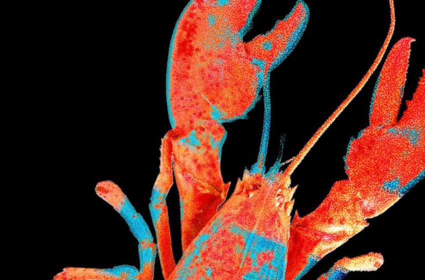  Moltbook, the Social Network for AI Agents, Exposed Real Humans’ Data