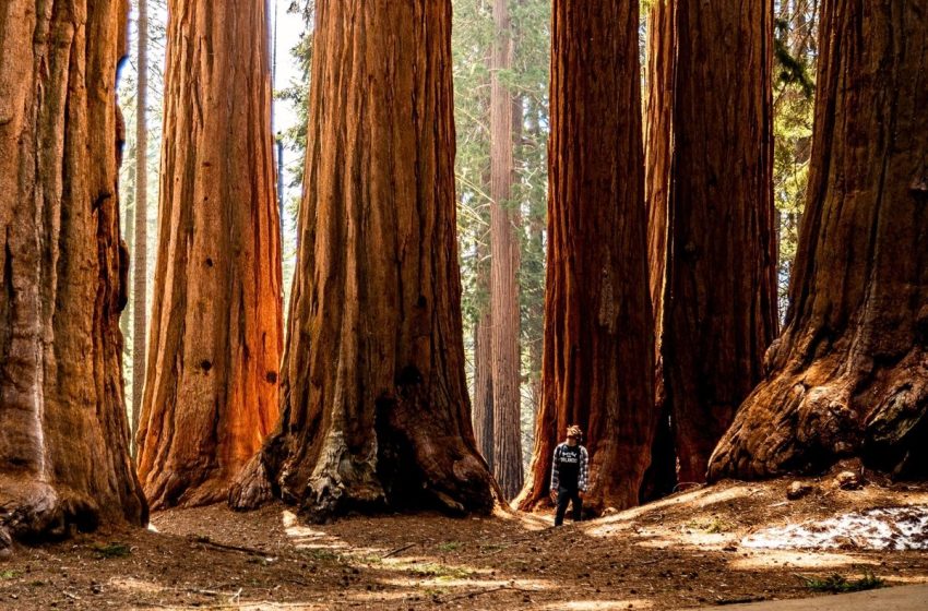  10 epic photos of the most monumental trees on Earth