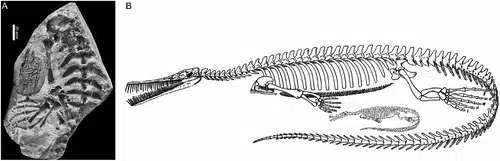 The Image Shows A Fossil Specimen Of An Ancient Reptile Embryo In Panel (a), With An Interpretive Skeletal Drawing In Panel (b)