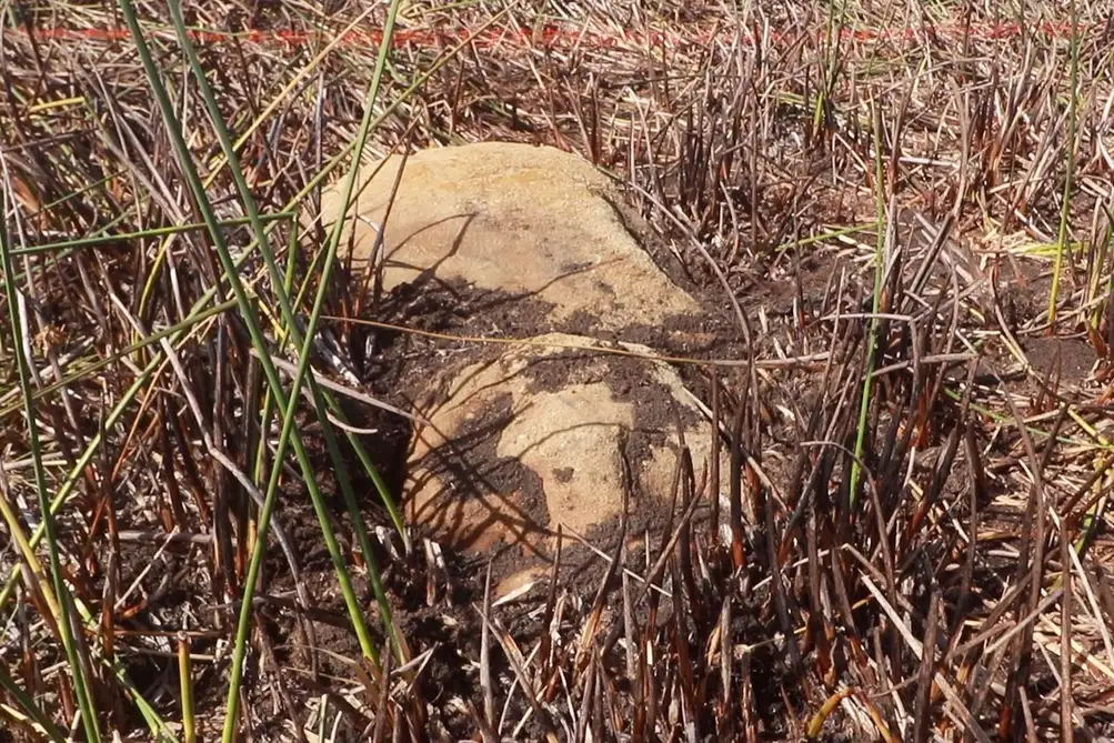 The Newly Discovered Moai Statue On Rapa Nui