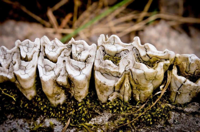  This Tiny Prehistoric Predator Could Hear You Whisper, Long Before Dinosaurs Walked the Earth