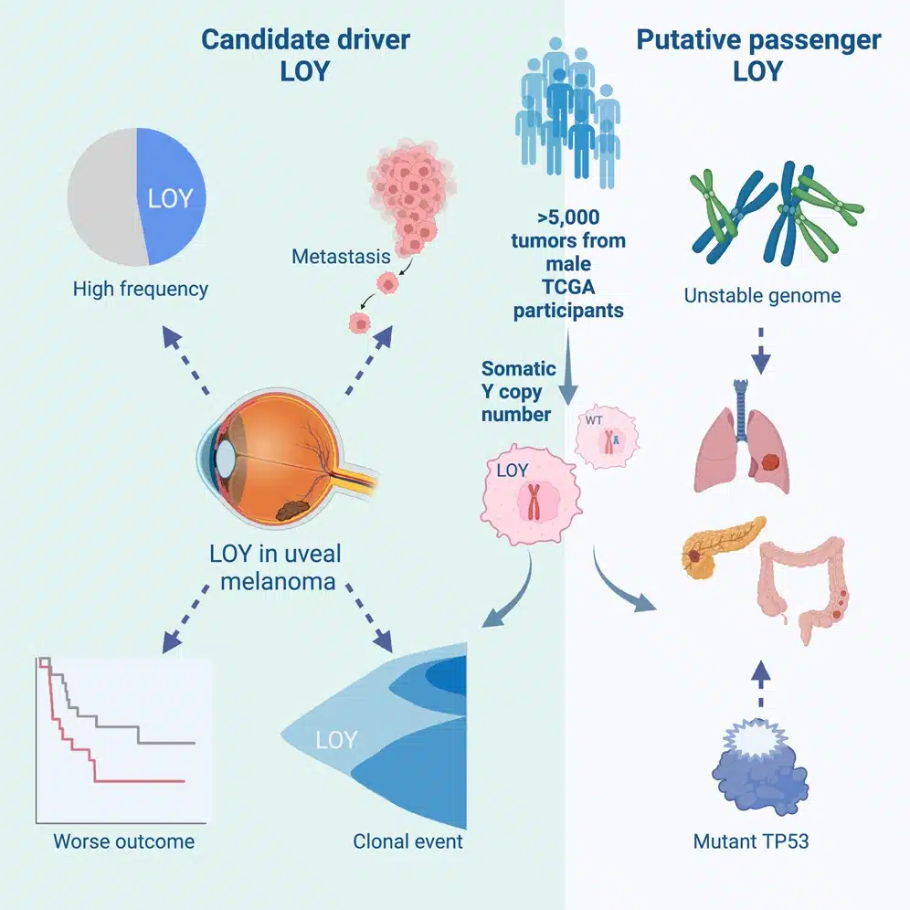This Figure Illustrates Two Competing Models Of Loss Of The Y Chromosome (loy) In Male Cancers.