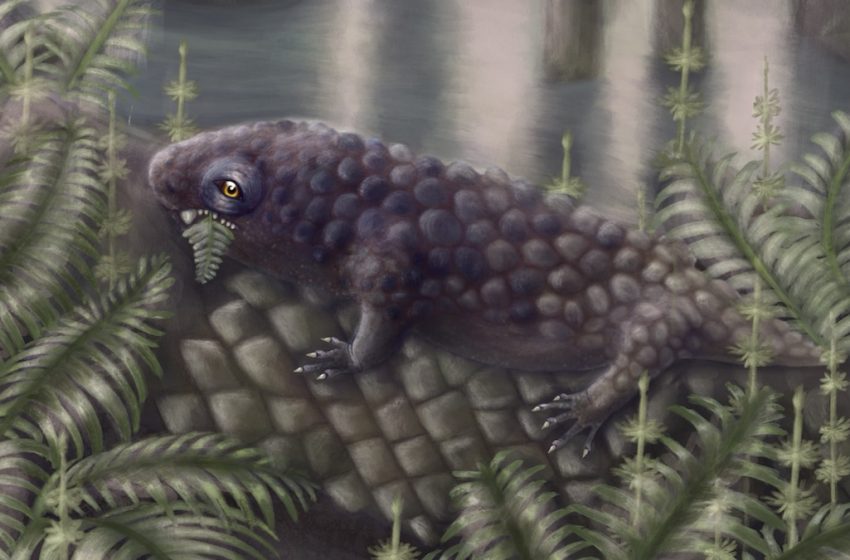  Newly Discovered Fossil Among The Earliest Land Creatures to Enjoy a Salad : ScienceAlert