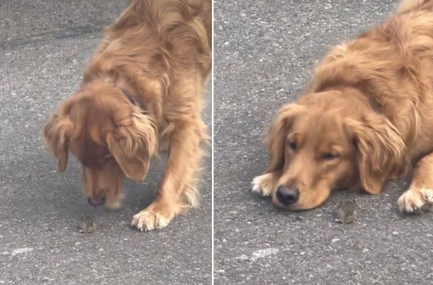  Video: Golden Retriever Goes Viral for Gently Blocking a Mouse’s Path