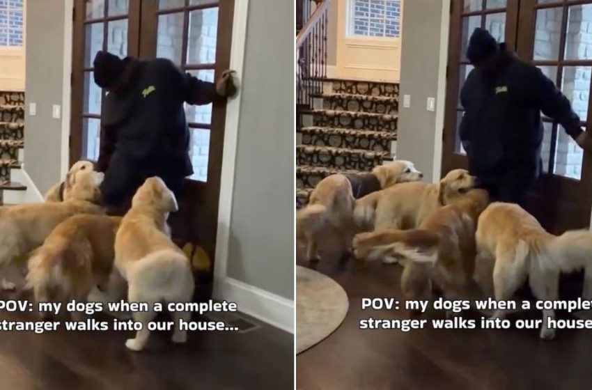  Video: Golden Retriever Pack React To Stranger Walking Into the House