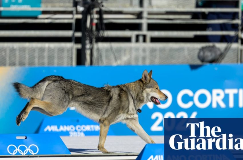  Very good dog invades course but falls short of medal glory at Winter Olympics | Winter Olympics 2026