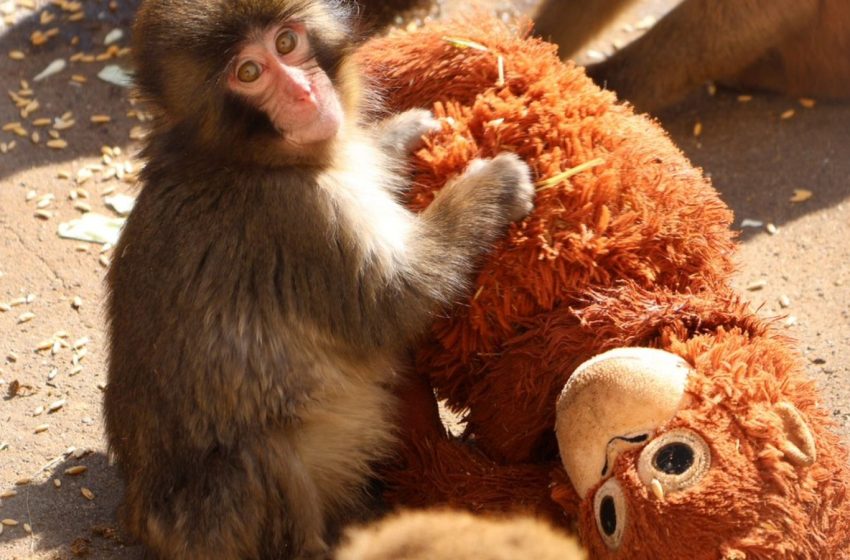  Viral abandoned baby monkey takes first steps toward finding a family