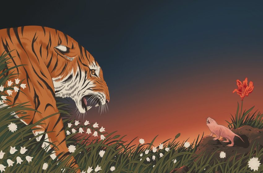  Learning about longevity from long-lived animals