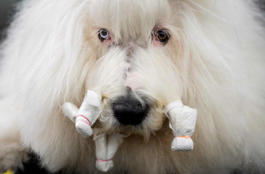  Westminster Kennel Club celebrates 150th annual show