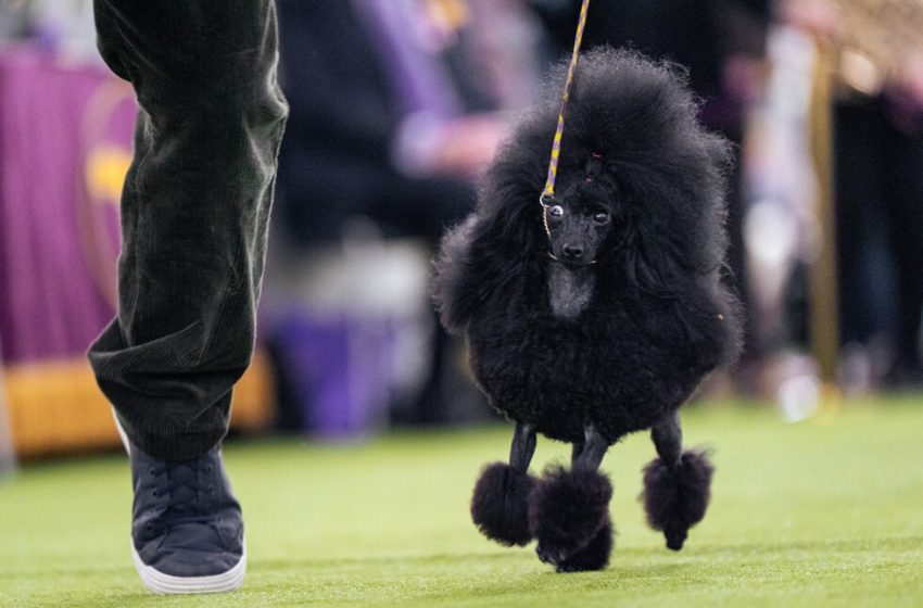  Westminster show couples bond over dogs, and each other