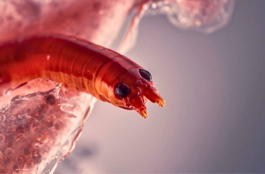  A Snake Parasite Never Seen in Humans Was Found Living Inside a Woman’s Brain After Months of Lung Damage and Memory Loss