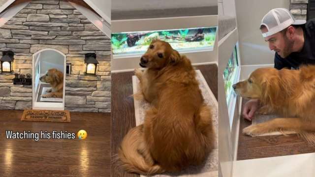  Golden Retriever Is Obsessed With Watching the Fish in His Aquarium
